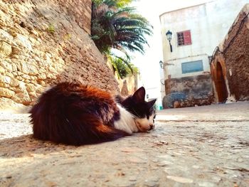 Cat lying on a wall