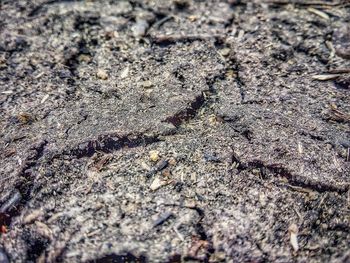 Full frame shot of crab on sand