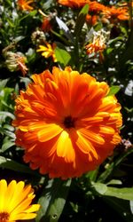 Close-up of orange flower