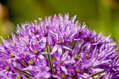 Close-up of purple flowers blooming outdoors