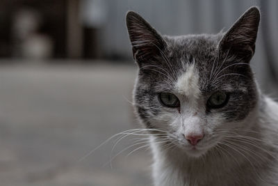 Close-up portrait of a cat