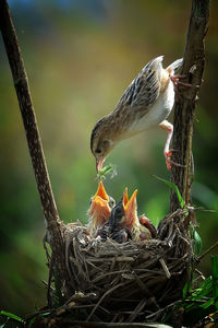 Close-up of bird perching on branch