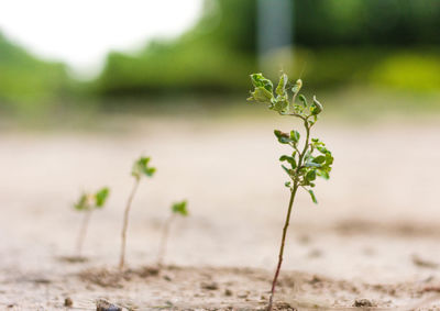 Close-up of flowering plant on field