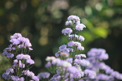 Close-up of purple margaret flower