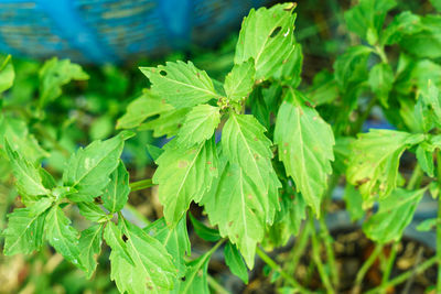 High angle view of fresh green plant