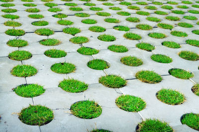 High angle view of plants growing in farm