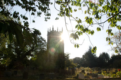 Sun shining through trees