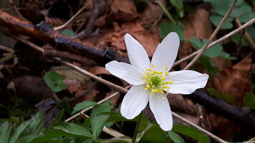 Close-up of white flowers blooming outdoors