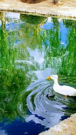 View of duck swimming in lake