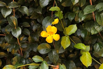 High angle view of yellow flower growing on plants