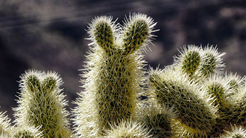 Close-up of cactus growing outdoors