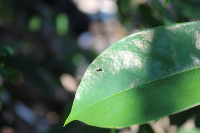 Close-up of green leaf