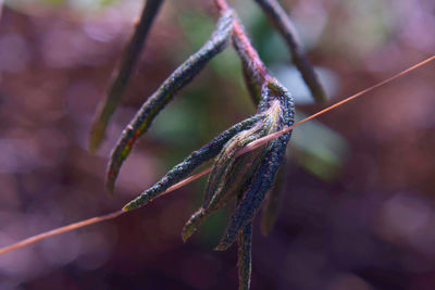 Close-up of rope on twig