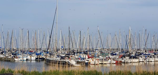 Sailboats moored in harbor