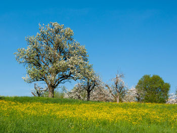 Scenic view of oilseed rape field against clear sky