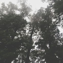 Low angle view of trees in forest against sky