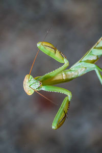 Close-up of insect on leaf