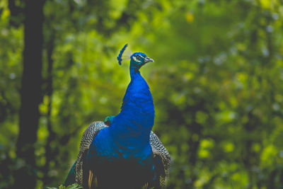 Close-up of a peacock