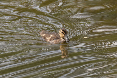 Duck swimming in a lake