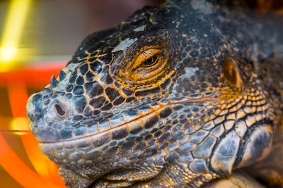 Close-up of a turtle