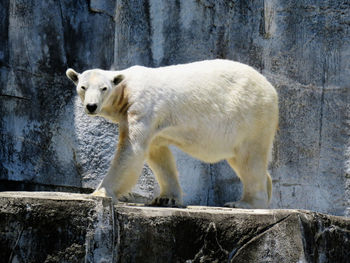 Side view of sheep in zoo