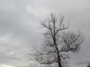 Low angle view of bare tree against sky