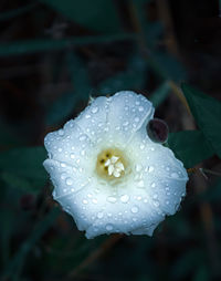 Close-up of wet flower