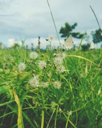 Close-up of flowers growing in field