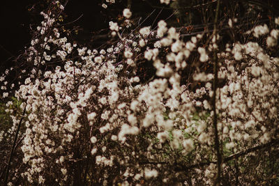 Close-up of flowers on tree