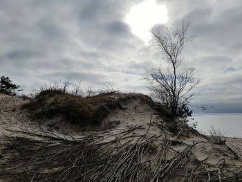 Close-up of tree on beach against sky