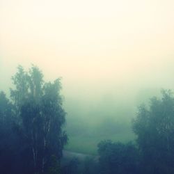 Trees in foggy weather