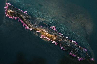 High angle view of flowers floating on lake