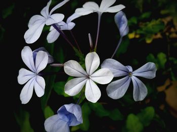 Close-up of white flowers blooming outdoors