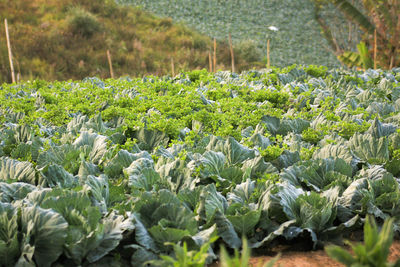 Plants growing on field