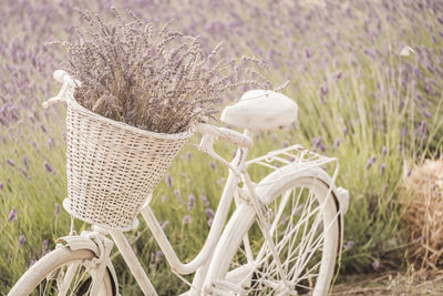 Close-up of flowering plant in basket on field