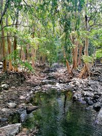 Plants growing by stream in forest