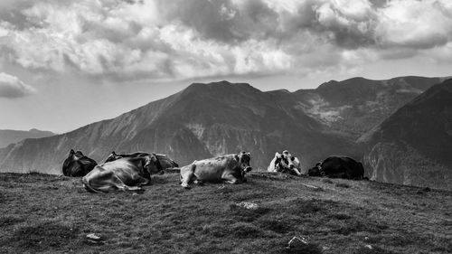 View of sheep on landscape