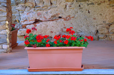 Close-up of potted plant