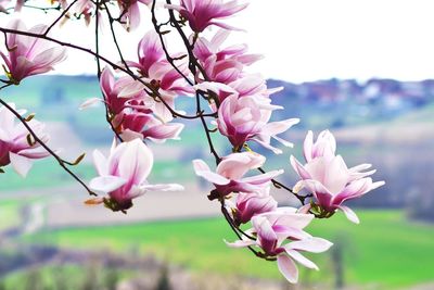 Close-up of magnolia flowers