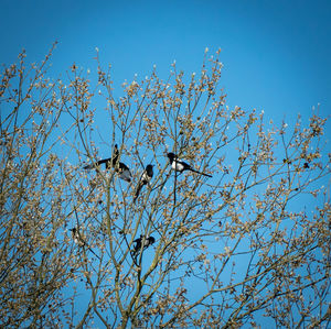 Low angle view of bird perching on tree against blue sky