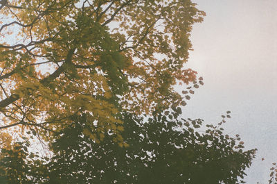 Low angle view of tree against sky