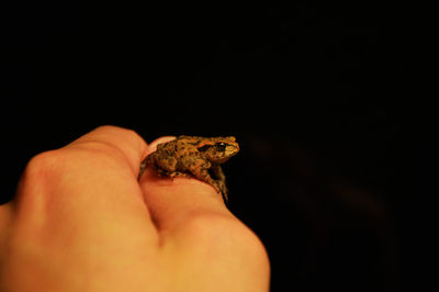 Close-up of a hand holding lizard