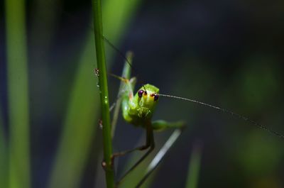 Close-up of insect on leaf