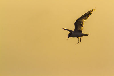 Low angle view of seagull flying