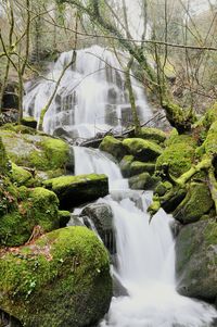 Scenic view of waterfall in forest