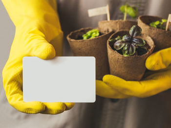 Man in gray robe and rubber gloves holds white card with copy space and basil seedlings in peat pot.