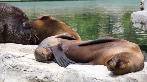 Close-up of sea lion on shore