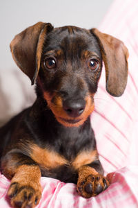 Close-up portrait of dog sitting