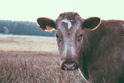 Close-up of cow