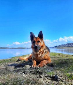 Dog in the sea